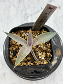 【Indoor Jungle Issue n°11掲載株】Agave 瀧之白絲x血雨雷神子株　(Lize血統) 抜き苗発送
