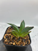 Agave ホリササ(No.27)子株②(Lize血統) 抜き苗発送