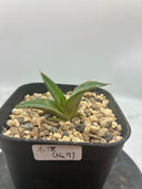 Agave ホリササ(No.7)子株(Lize血統) 抜き苗発送