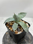 Agave 激怒之舞(No.42)子株(Lize血統) 抜き苗発送