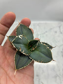 Agave titanota 白火焔子株③(Lize血統)　抜き苗発送