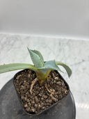 Agave パライシ子株（Lize血統）抜き苗発送