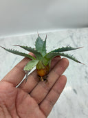 Agave 甲蟹x屈原(No.31)子株⑤(Lize血統) ベアルート発送