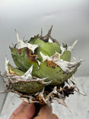 Agave titanota 鳳凰(Lize産) ベアルート