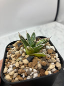 Agave 姫笹之雪子株　抜き苗発送