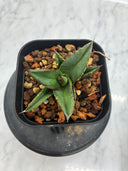 Agave ホリササ(No.36)子株②(Lize血統) 抜き苗発送