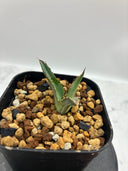 Agave ホリササ(No.38)子株①(Lize血統) 抜き苗発送