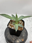Agave 甲蟹x屈原(No.？)子株⑥(Lize血統) 抜き苗発送