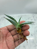 Agave 甲蟹x屈原(No.31)子株①(Lize血統) ベアルート発送