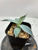 Agave 激怒之舞(No.53)子株①(Lize血統) 抜き苗発送