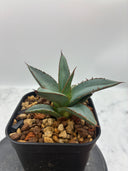 Agave ホリササ(No.39)子株①(Lize血統) 抜き苗発送