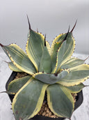 Agave Orizaba親株（US血統）抜き苗発送