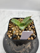 Agave titanota フィリグリー子株②(Lize血統）抜き苗発送