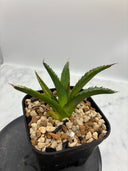 Agave ホリササ(No.17)子株②(Lize血統) 抜き苗発送