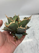 Agave titanota 鳳凰子株②(Lize血統）抜き苗発送