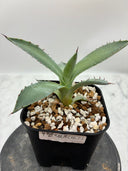 Agave 甲蟹x屈原(No.？)子株⑥(Lize血統) 抜き苗発送