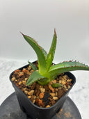 Agave ホリササ(No.27)子株①(Lize血統) 抜き苗発送