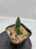 Agave titanota SAD子株③(Lize血統）抜き苗発送