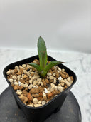 Agave ホリササ(No.38)子株①(Lize血統) 抜き苗発送