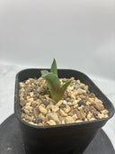 Agave ホリササ(No.7)子株(Lize血統) 抜き苗発送