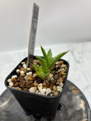 【Indoor Jungle Issue n°11掲載株】アガベ 黒火焔x笹之雪子株②(Lize血統)　抜き苗発送
