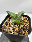 Agave titanota 白犀牛子株（Lize血統）抜き苗発送