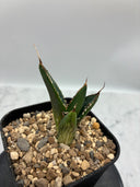 Agave titanota SAD子株①(Lize血統）抜き苗発送