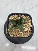 Agave ホリササ(No.44)子株②(Lize血統) 抜き苗発送