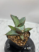 Agave titanota 黒鯨子株②(Lize血統) 未発根発送