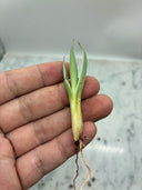 Agave キュービック黄覆輪子株（台湾産）　抜き苗発送