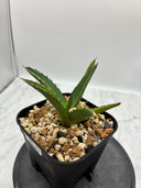 Agave ホリササ(No.17)子株②(Lize血統) 抜き苗発送
