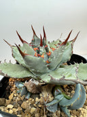 Agave 甲蟹x屈原(No.31)子株①(Lize血統) ベアルート発送