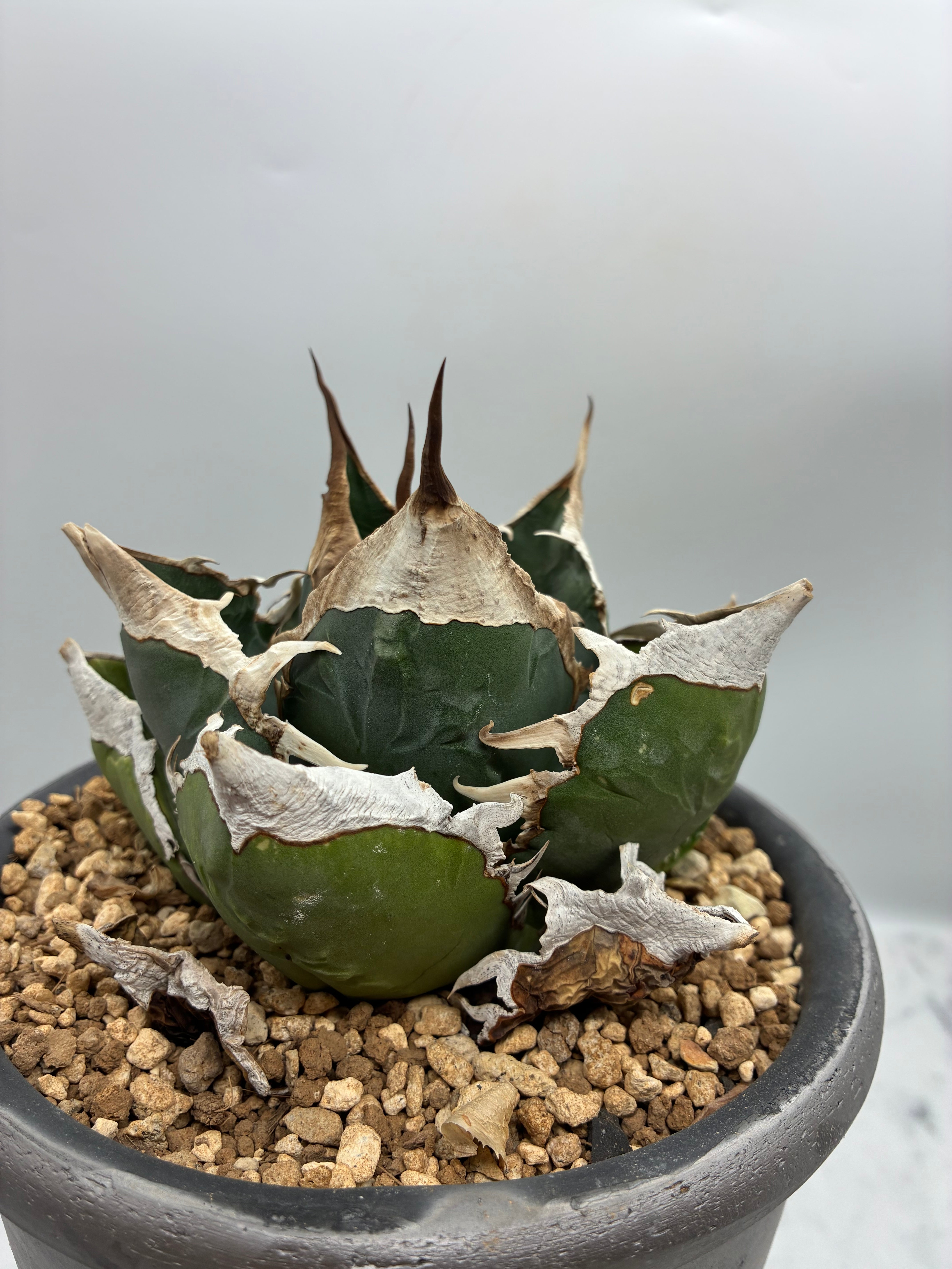 Agave titanota SAD子株①(Lize血統）抜き苗発送 – AgaveLives