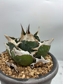 Agave titanota SAD子株③(Lize血統）抜き苗発送