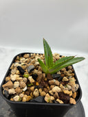 Agave ホリササ(No.2)子株(Lize血統) 抜き苗発送