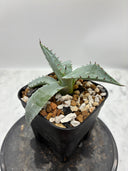 Agave 激怒之舞(No.42)子株(Lize血統) 抜き苗発送