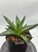 Agave ホリササ(No.2)子株②(Lize血統) 抜き苗発送