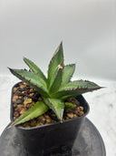 Agave ホリササ(No.17)子株①(Lize血統) 抜き苗発送