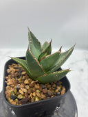 Agave ホリササ(No.37)子株②(Lize血統) 抜き苗発送