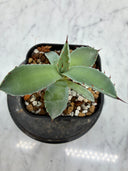 Agave 甲蟹x屈原(No.？)子株③(Lize血統) 抜き苗発送