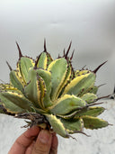 Agave キュービック黄覆輪（台湾産）　抜き苗発送