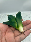 Agave titanota 白火焔子株①(Lize血統)　抜き苗発送
