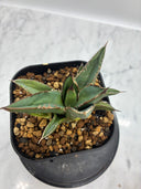 Agave ホリササ(No.4)(Lize血統) 抜き苗発送
