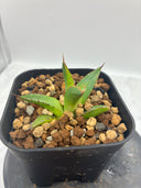 Agave ホリササ(No.27)子株③(Lize血統) 抜き苗発送