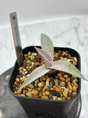 【Indoor Jungle Issue n°11掲載株】Agave 瀧之白絲x血雨雷神子株　(Lize血統) 抜き苗発送