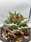 Agave titanota シャークソード子株①(Lize血統）抜き苗発送