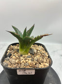 Agave ホリササ(No.12)子株①(Lize血統) 抜き苗発送