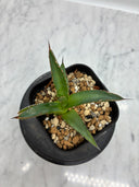 Agave ホリササ(No.24)子株(Lize血統) 抜き苗発送