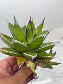 Agave ホリササ(No.27)(Lize血統) 抜き苗発送