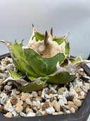 Agave titanota 白犀牛子株（Lize血統）抜き苗発送